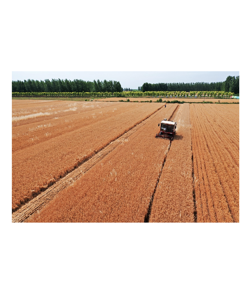 ��ʳݪֲ���մ�